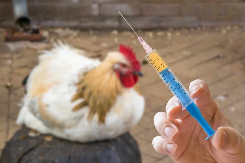 How To Stop Chicken Diseases Of Chicken Leukocytosis