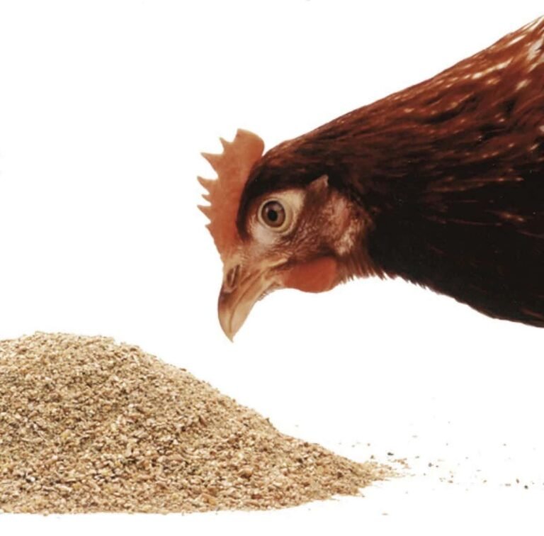 Hen Feed Plants: Powering Sustainable Egg Production